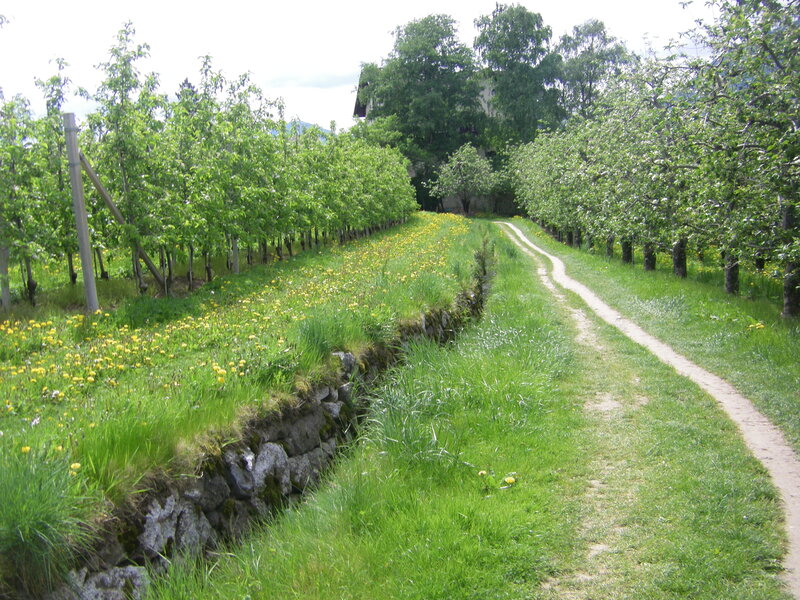 Path Through Orchard