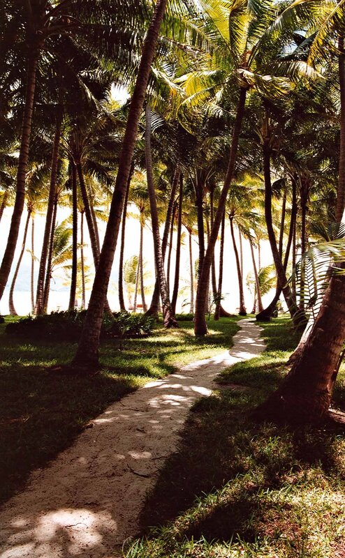 Path Through Palm Grove