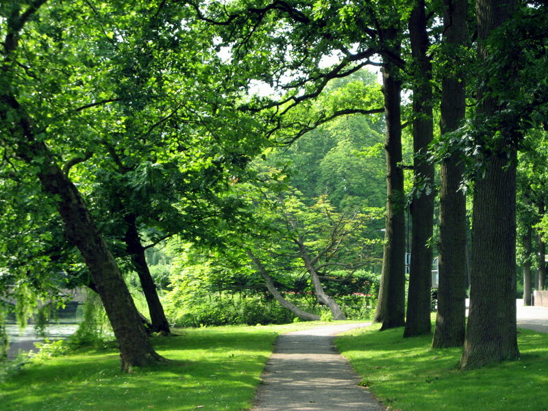 Path Through Park — Green, Serene