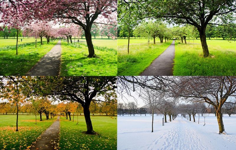Path Through Park in Four Seasons