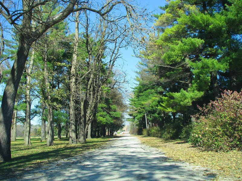Path Through Park Trees