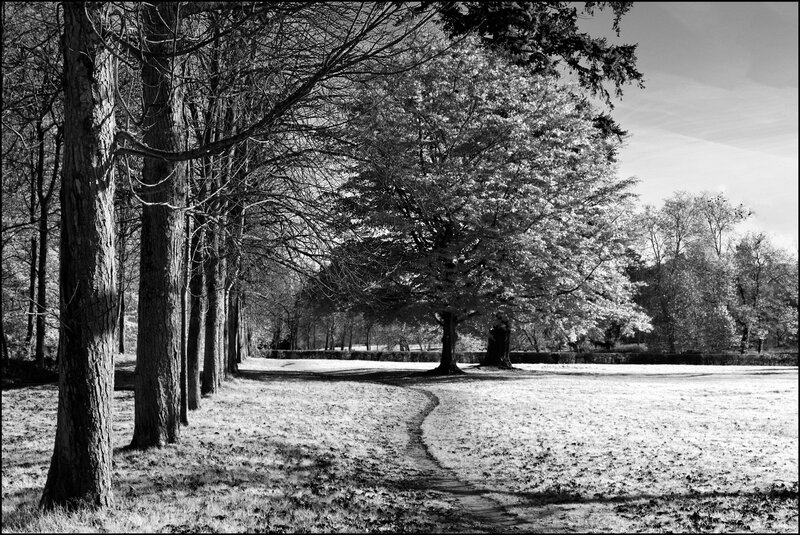 Path Through Park with Trees