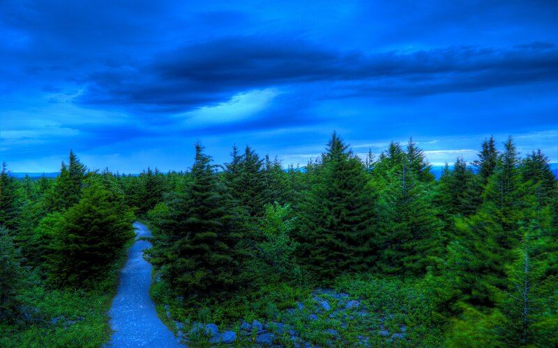Path Through Pine Forest — Blue, Dramatic, Night