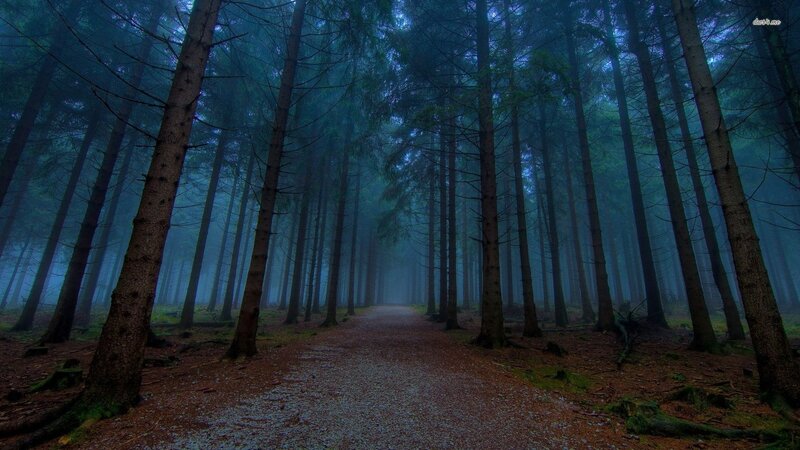 Path Through Pine Forest — Blue, Mysterious, Night