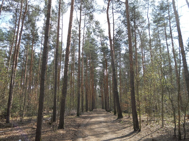 Path Through Pine Forest — Brown, Serene, Afternoon