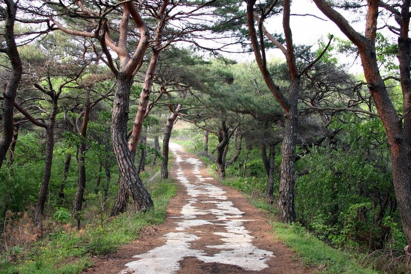 Path Through Pine Forest — Brown, Serene