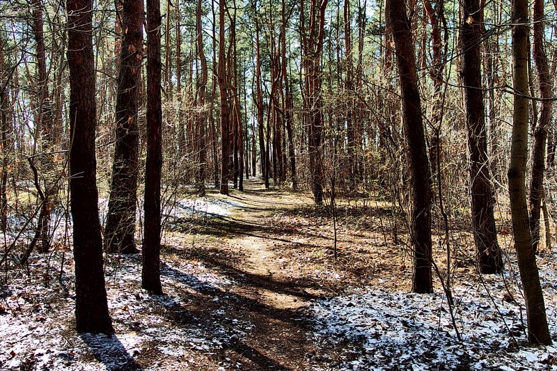 Path Through Pine Forest — Brown, Serene, Winter