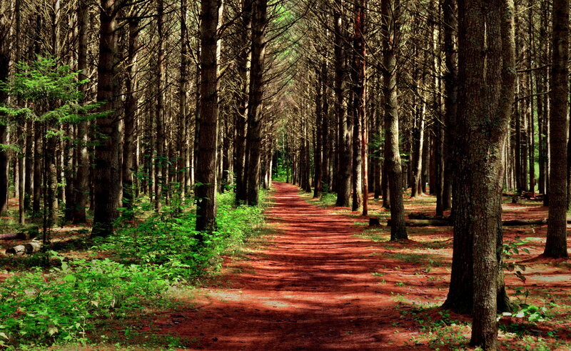 Path Through Pine Forest — Brown