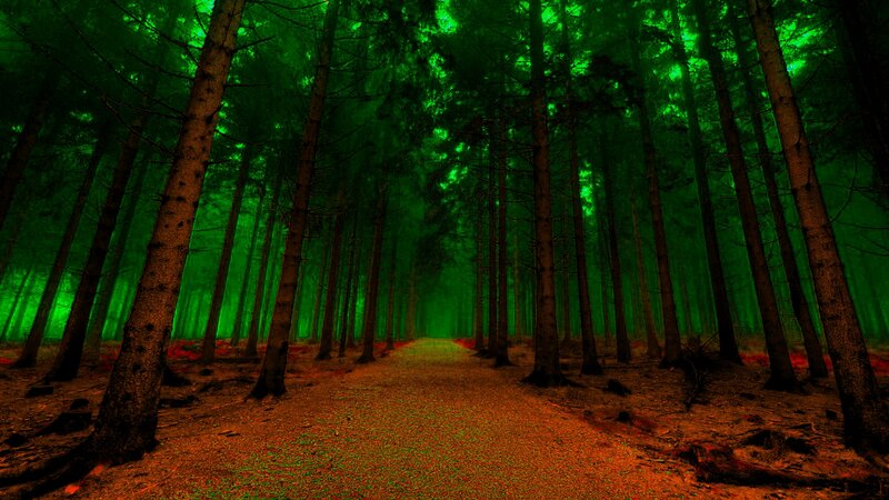 Path Through Pine Forest — Green, Mysterious, Night