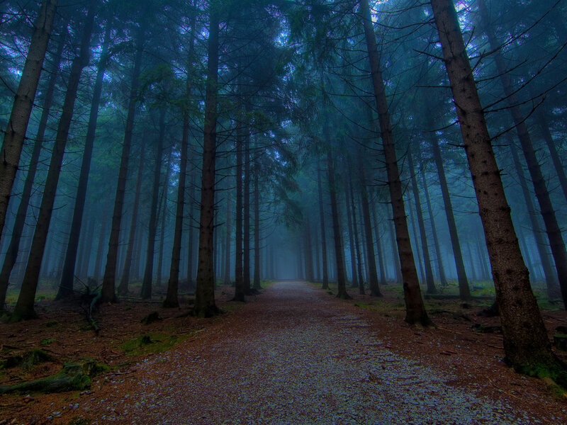 Path Through Pine Forest — Green, Mysterious