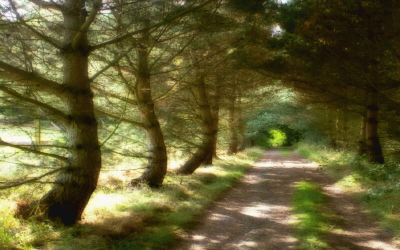 Path Through Pine Forest — Green, Serene, Afternoon, Photograph