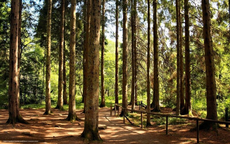Path Through Pine Forest — Green, Serene, Afternoon, Photograph, Trees, Railing