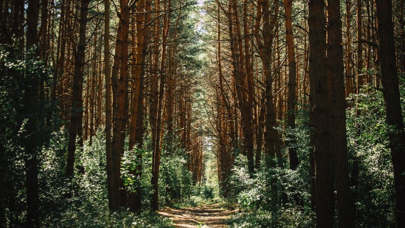 Path Through Pine Forest — Green, Serene, Afternoon, Photograph, Trees, Sunlight, Bushes