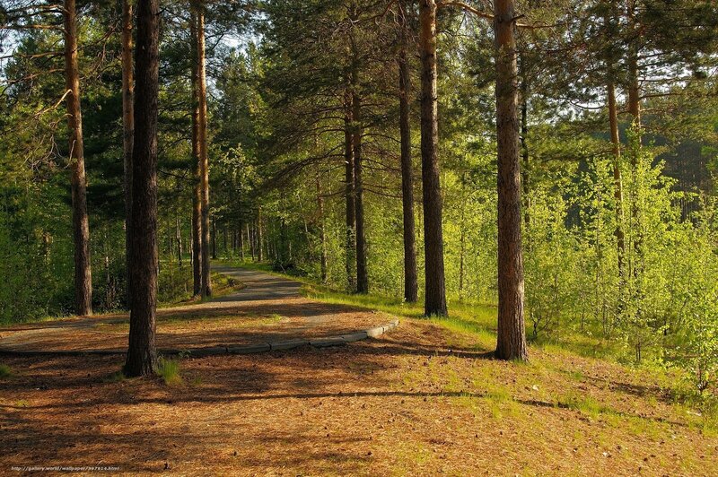 Path Through Pine Forest — Green, Serene, Afternoon, Photograph, Trees, Sunlight