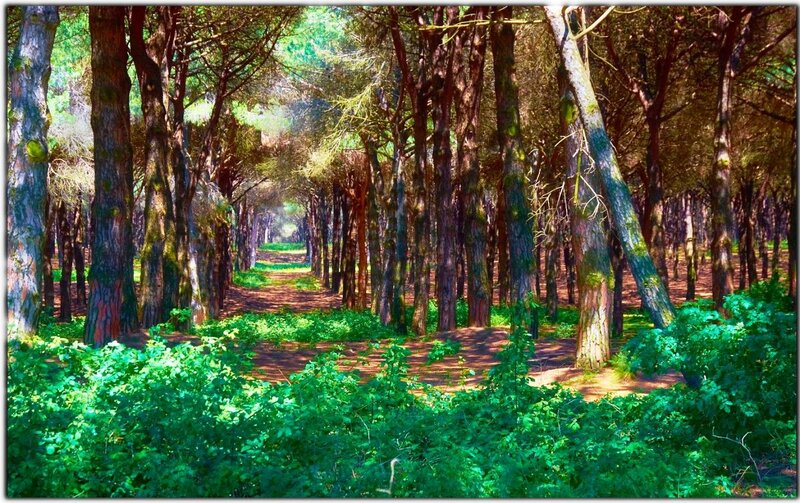 Path Through Pine Forest — Green, Serene, Afternoon, Photograph, Trees