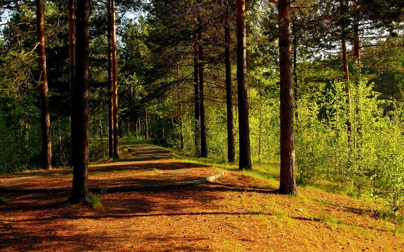 Path Through Pine Forest — Green, Serene, Afternoon
