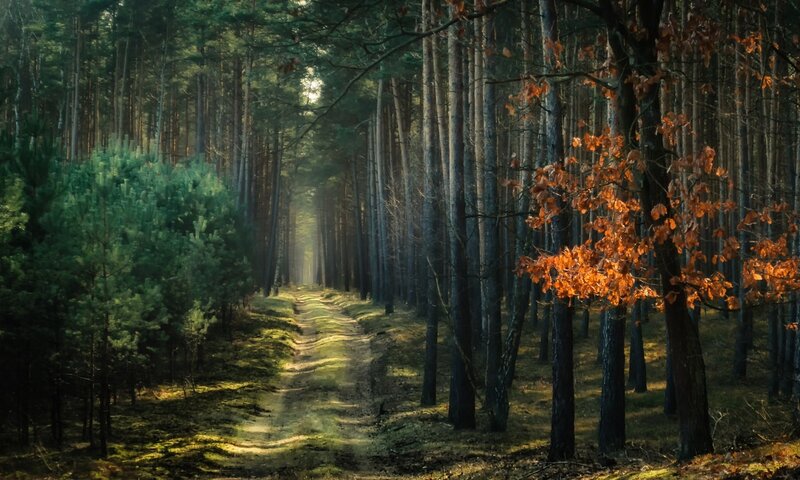 Path Through Pine Forest — Green, Serene, Autumn, Photograph