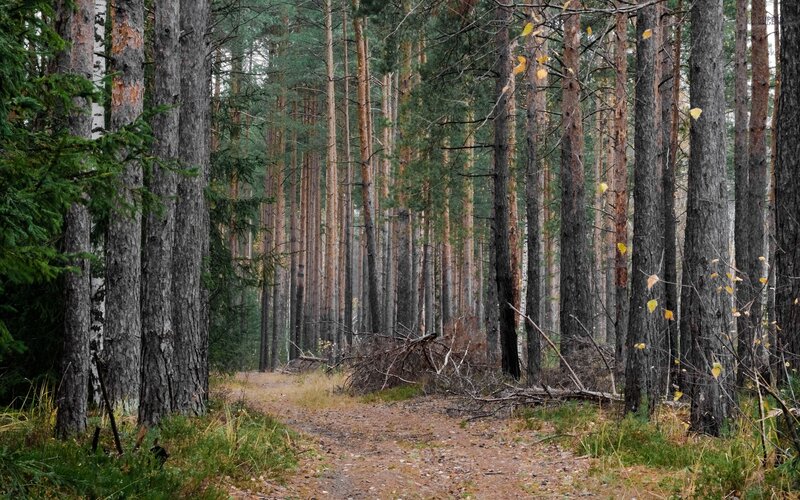 Path Through Pine Forest — Green, Serene, Autumn