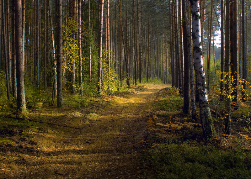 Path Through Pine Forest — Green, Serene, Morning, Photograph