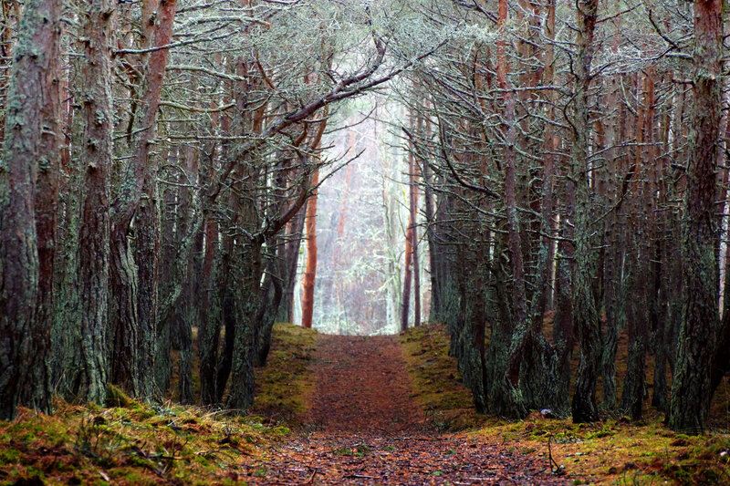 Path Through Pine Forest — Green, Serene, Morning, Photograph, Trees