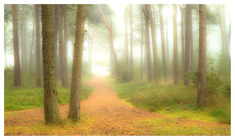 Path Through Pine Forest — Green, Serene, Morning