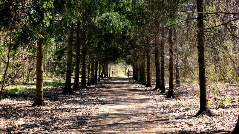 Path Through Pine Forest — Green, Serene, Spring, Photograph