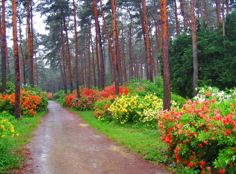 Path Through Pine Forest — Green, Serene, Spring