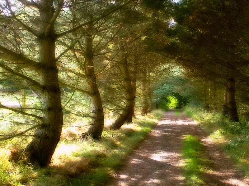 Path Through Pine Forest — Green, Serene