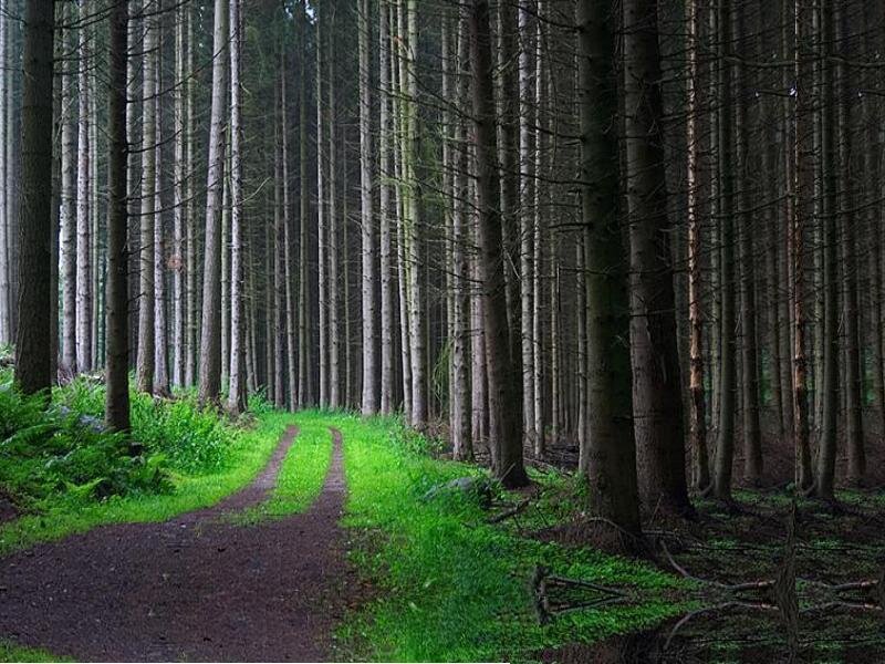 Path Through Pine Forest — Green