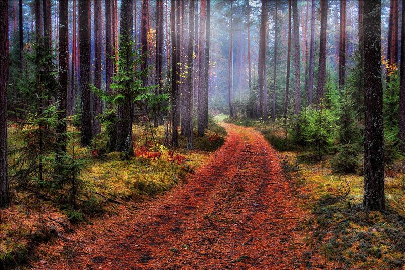 Path Through Pine Forest — Red