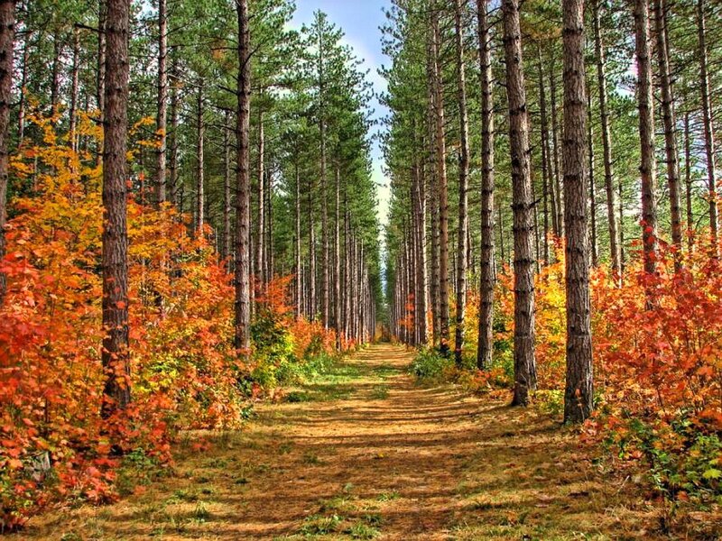 Path Through Pine Forest