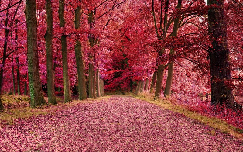 Path Through Pink Forest — Serene