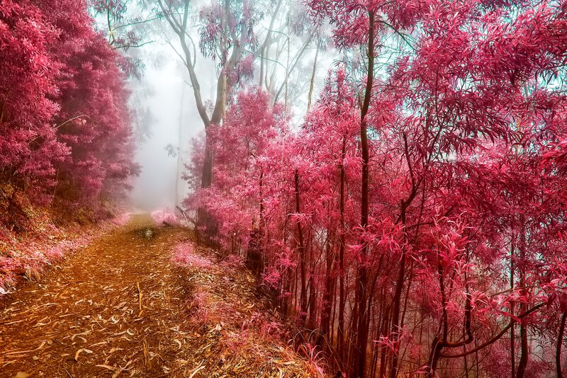 Path Through Pink Forest