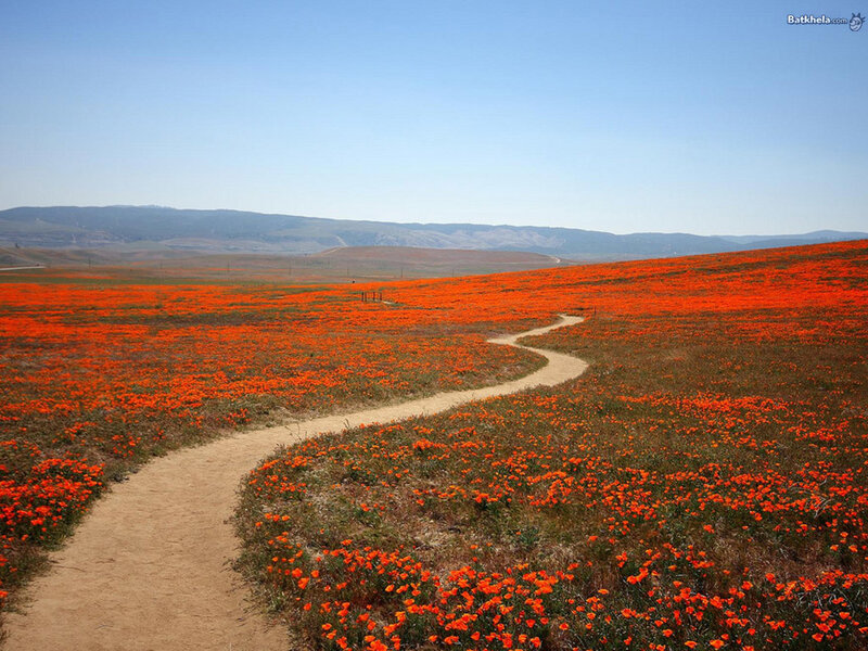 Path Through Poppy Field