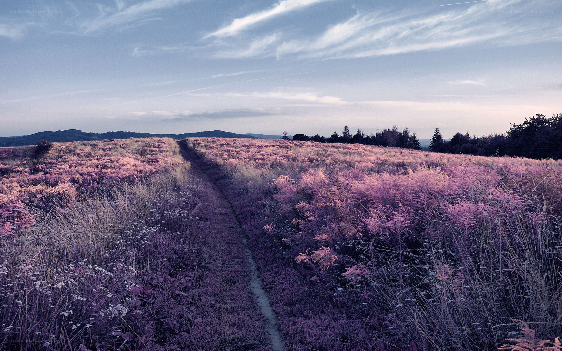 Path through purple field