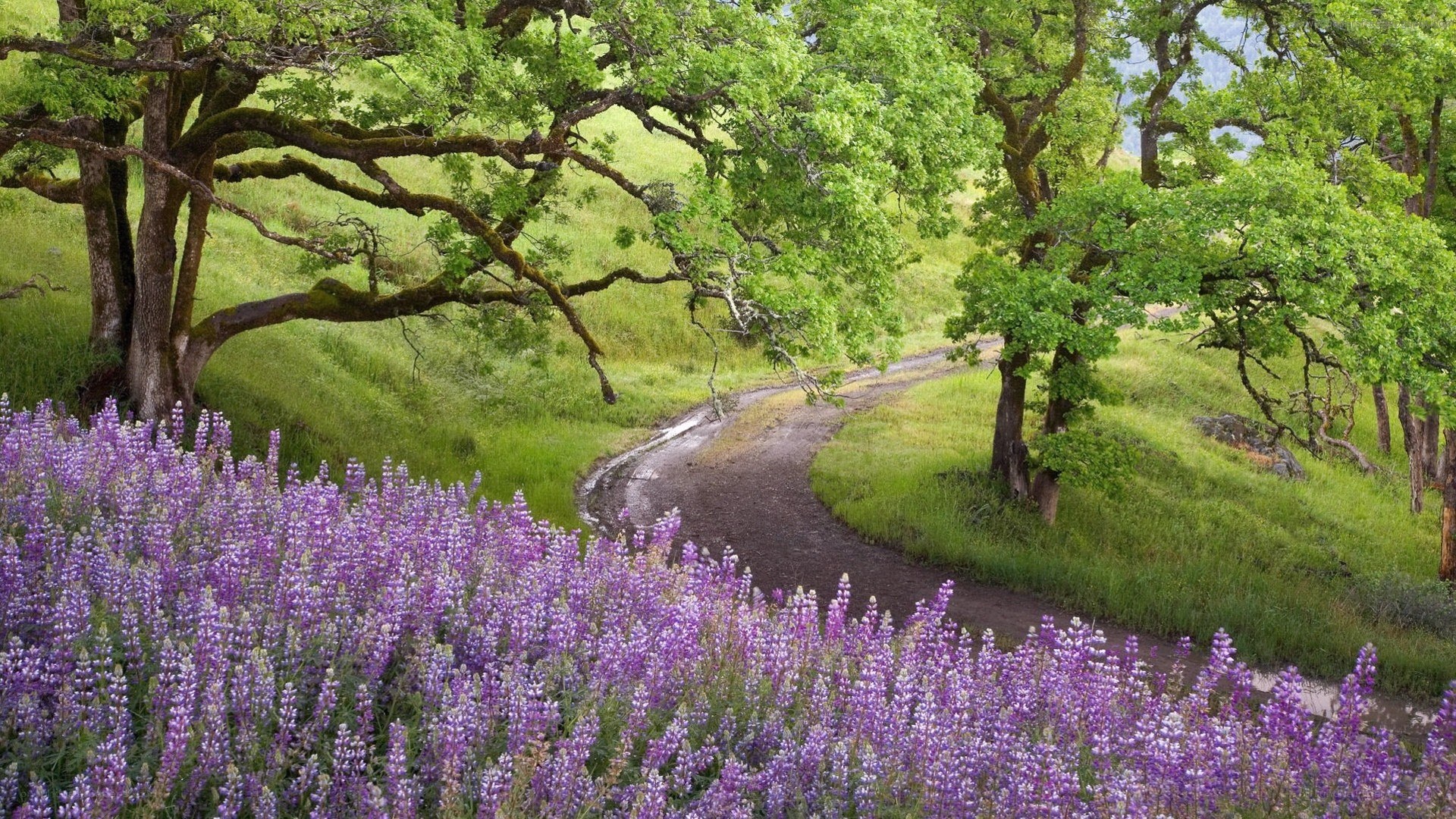 Path through purple flowers and trees