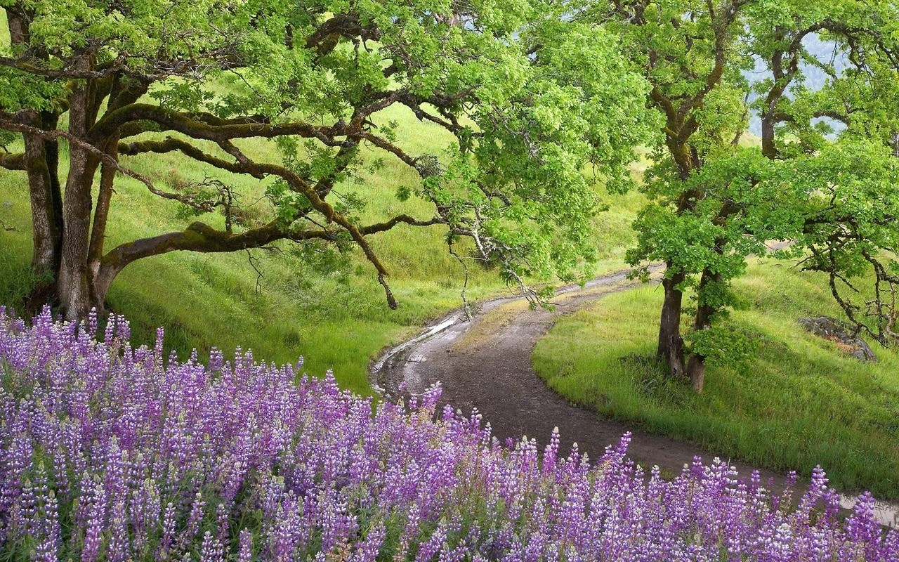Path through purple flowers and trees