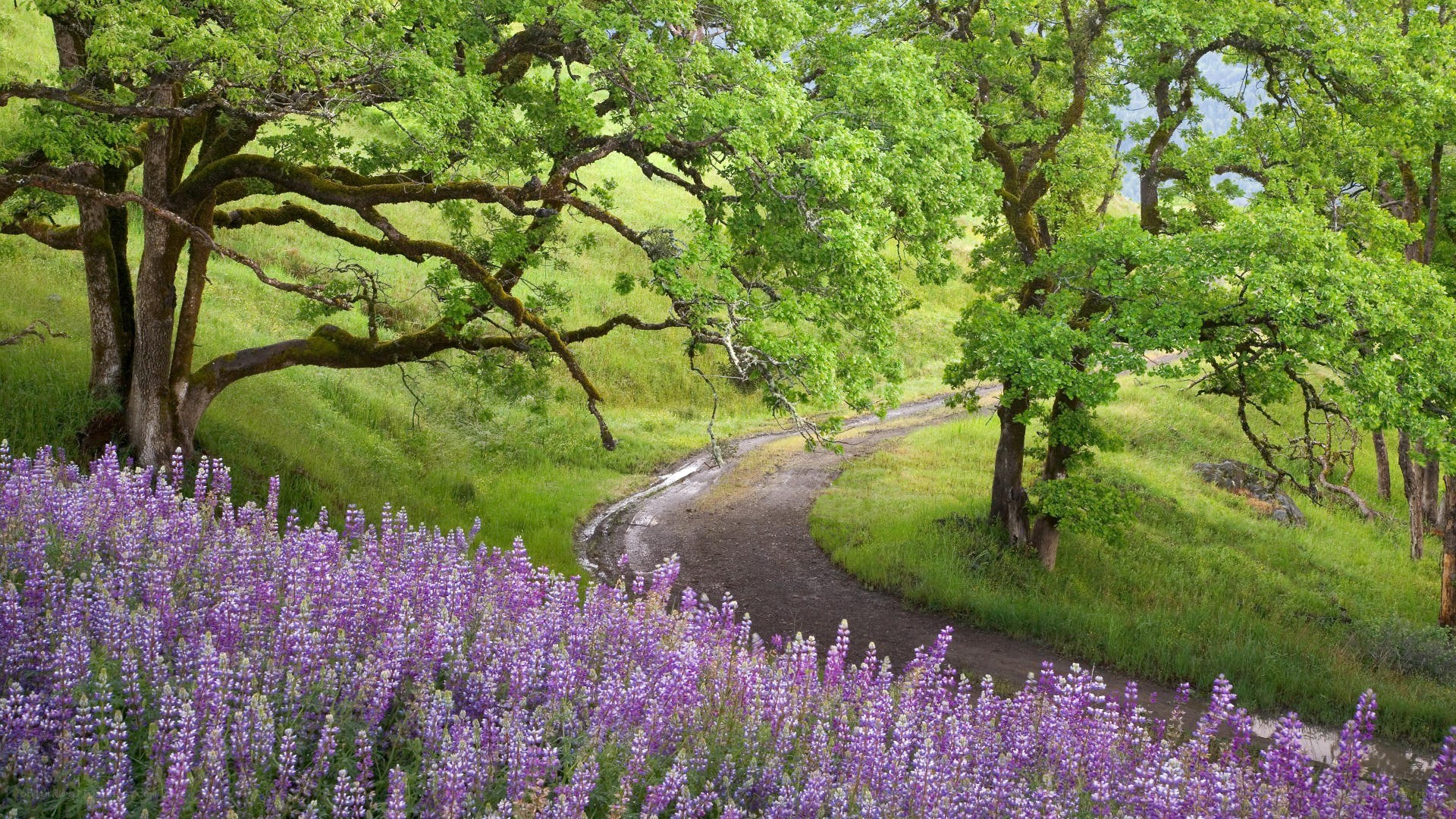 Path through purple flowers and trees