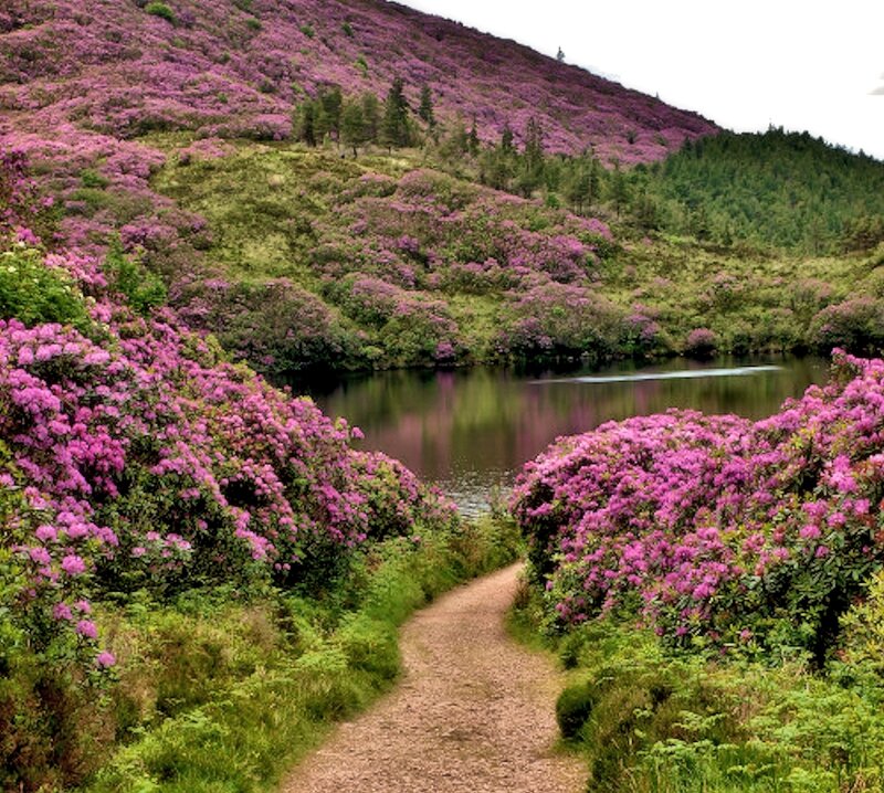 Path Through Purple Flowers — Serene, Spring