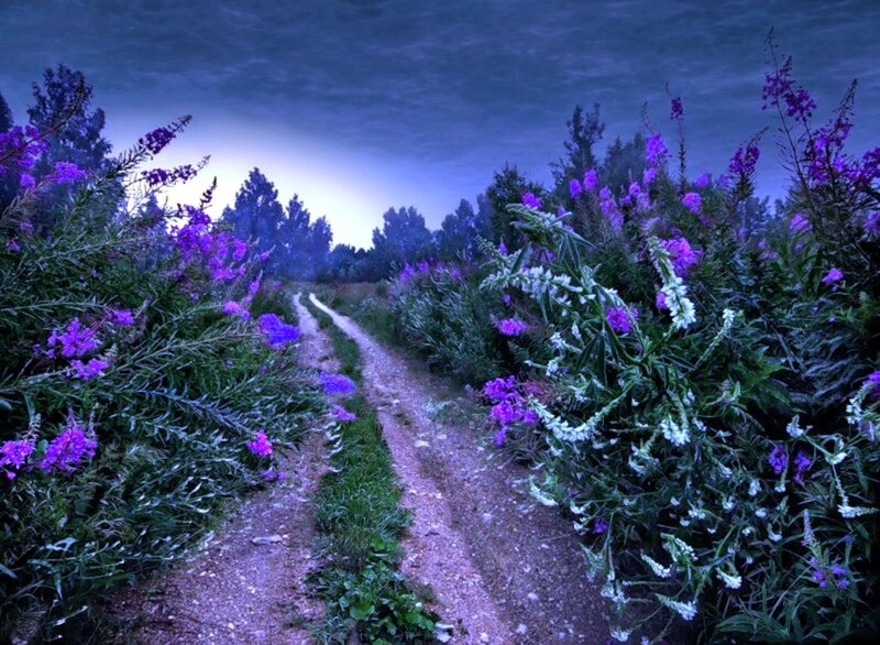 Path Through Purple Flowers — Serene