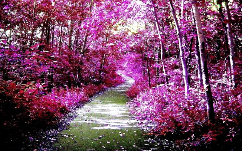 path through purple forest