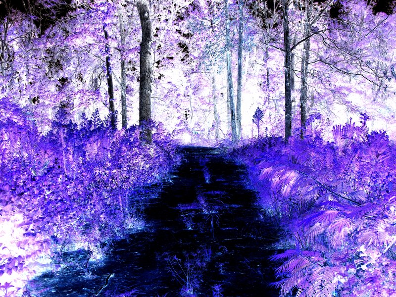Path Through Purple Forest — Dreamy, Photograph
