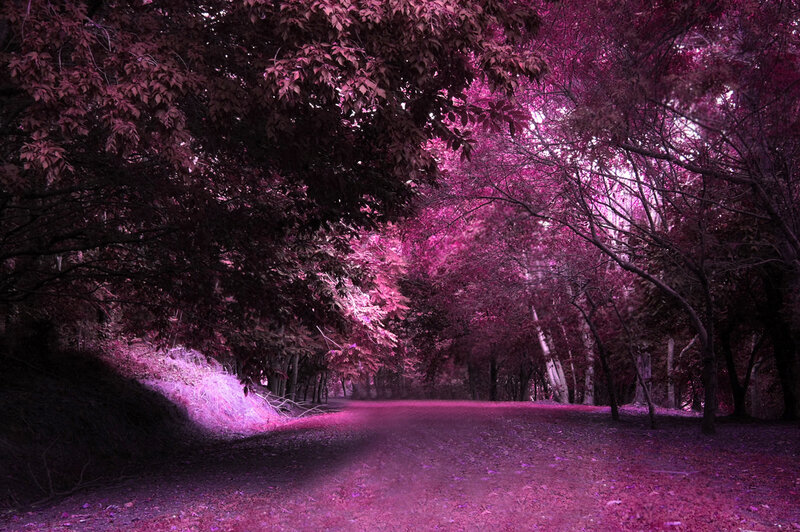 Path Through Purple Forest — Dreamy