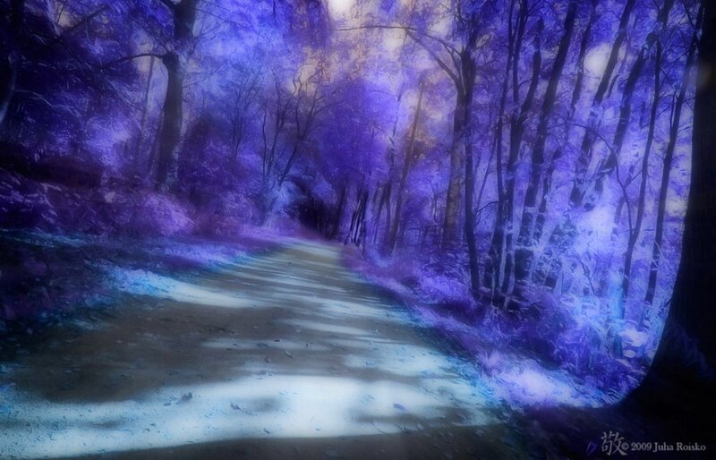 Path Through Purple Forest — Mystical, Night