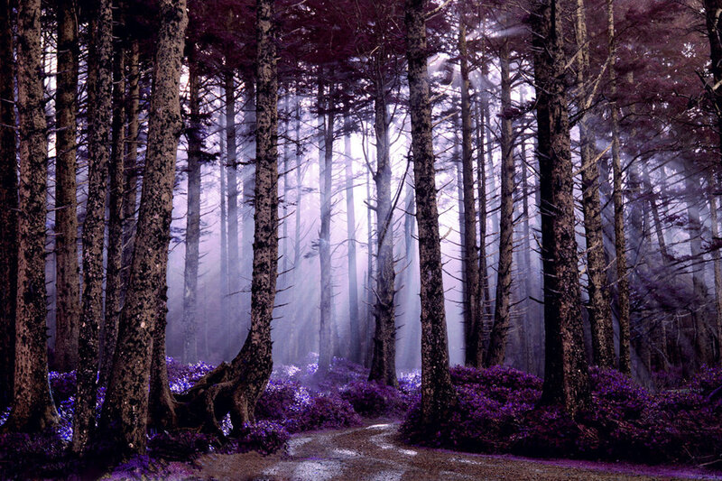Path Through Purple Forest — Mystical