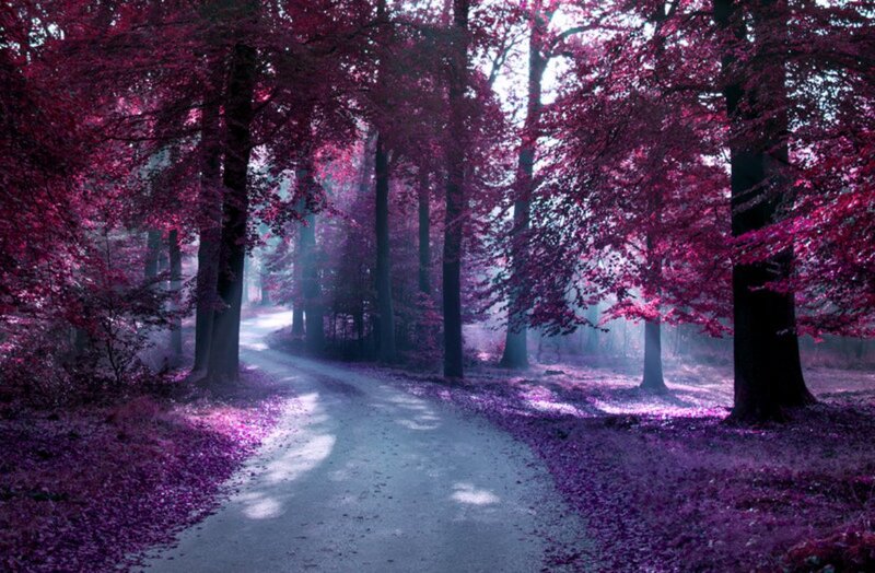 Path Through Purple Forest — Serene, Morning