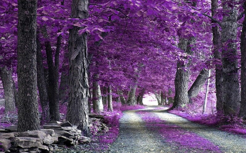 Path Through Purple Forest — Serene, Photograph, Trees, Leaves