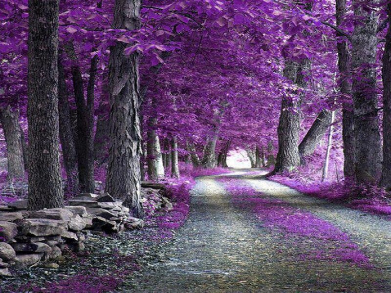 Path Through Purple Forest — Serene, Photograph, Trees