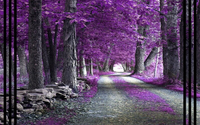 Path Through Purple Forest — Serene