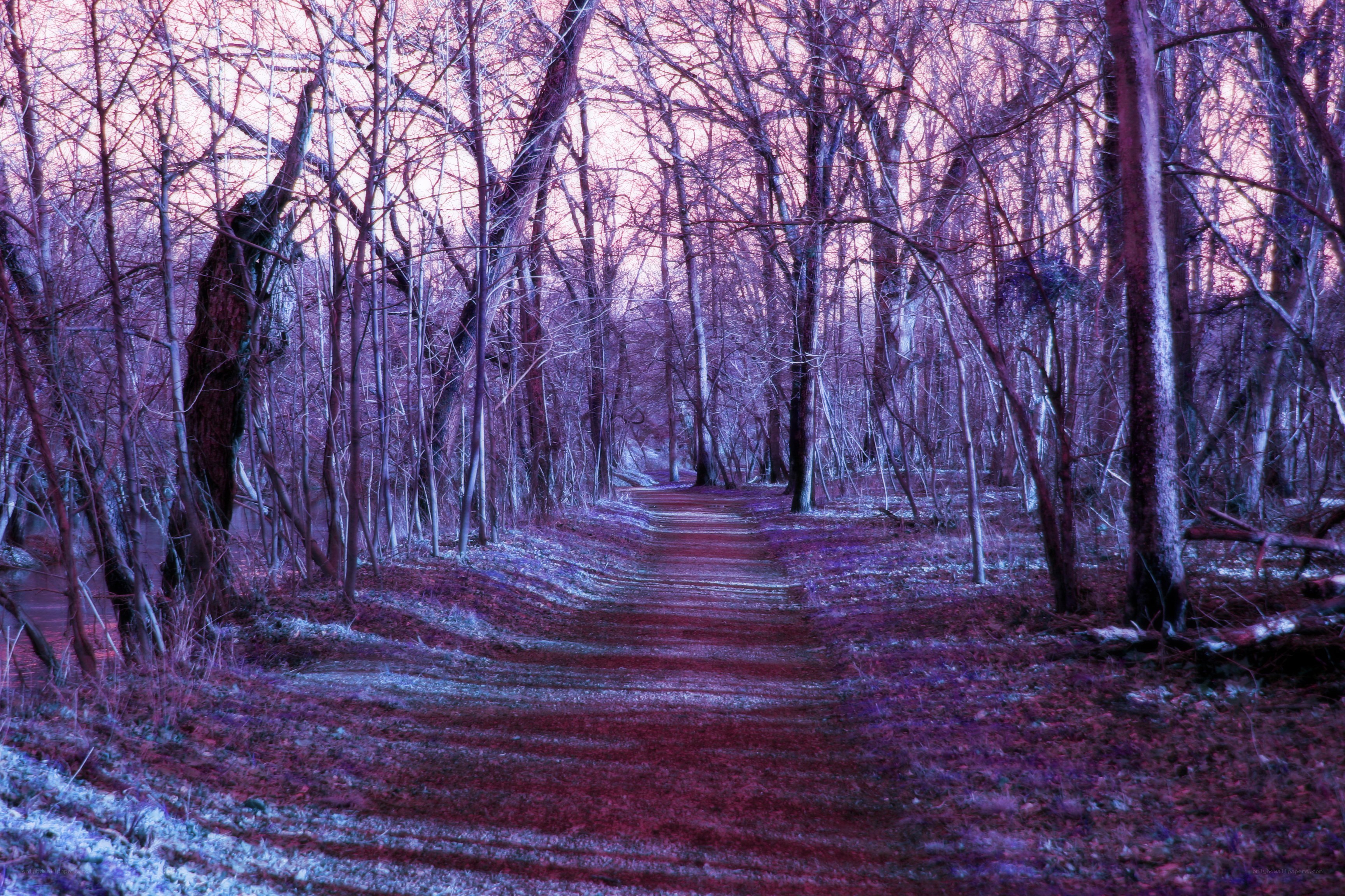 path through purple forest